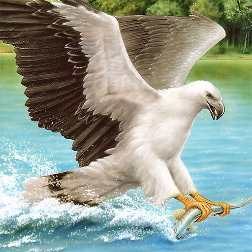 Birds Of Prey Slide